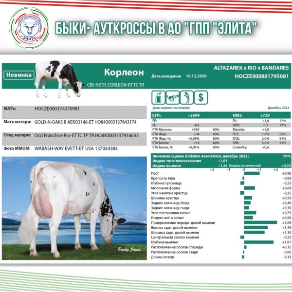 Быки-ауткроссы в АО &laquo;ГПП &laquo;Элита&raquo; и перспектива их использования