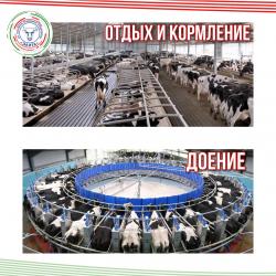 Какой должен быть распорядок дня на молочной ферме