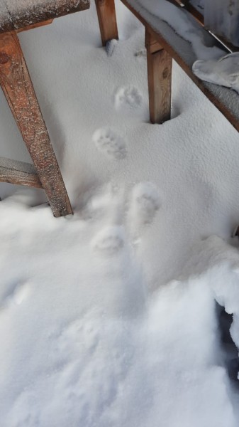 Брысь отсюда! Лесной хищник пробрался на территорию детского сада