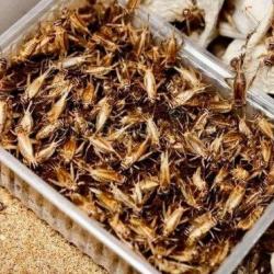 Айрат Хайруллин предложил подумать над развитием &laquo;микроскотоводства&raquo; в Татарстане