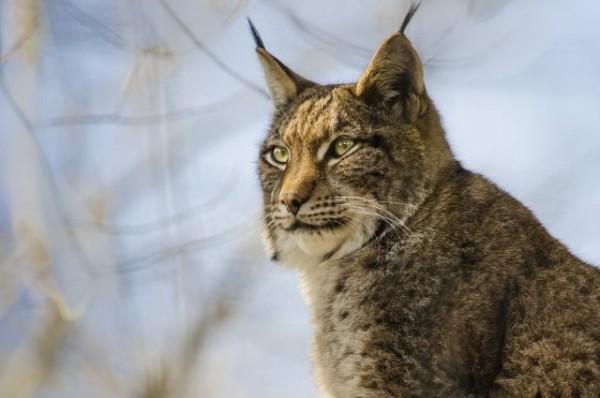 Жители Зеленодольского района напуганы визитом рыси в детский садик