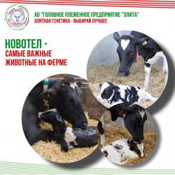 Новотел &ndash; самые важные животные на ферме