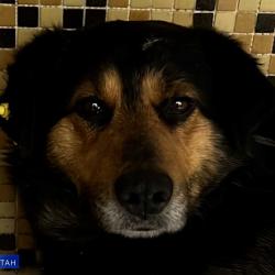 В Казани возбудили уголовное дело после расстрела собаки в жилом комплексе