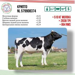 Бык Крипто &mdash; один из востребованных отцов каталога "Элиты"