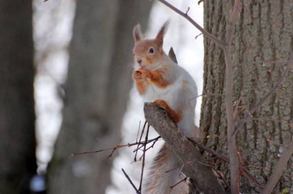 В Казани магазины Zara начнут открываться под другим названием