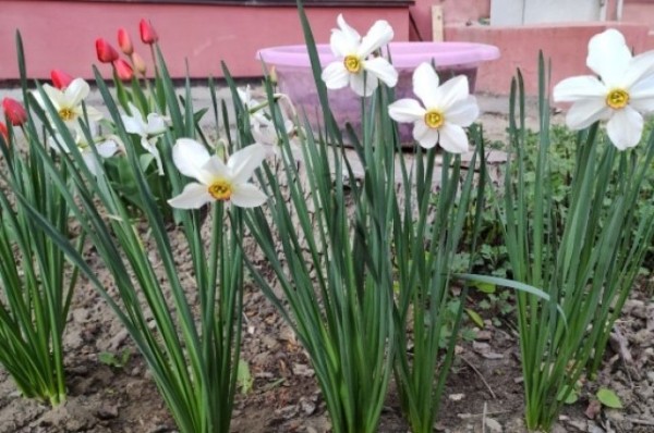 Мэрия Казани анонсировала высадку более 3 миллионов цветов в городе