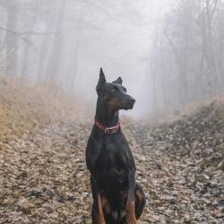 В Уфе породистую собаку во время прогулки убило током В Уфе породистую собаку во время прогулки убило током