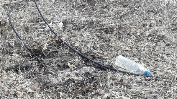 В Уфе породистую собаку во время прогулки убило током В Уфе породистую собаку во время прогулки убило током