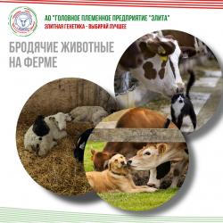 Чем грозит появление бродячих животных на ферме?