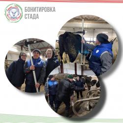 Зачем хозяйству нужна бонитировка стада? Зачем хозяйству нужна бонитировка стада?