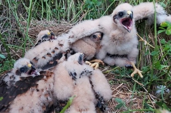 На сельхозземлях Татарстана произошел разлив нефти