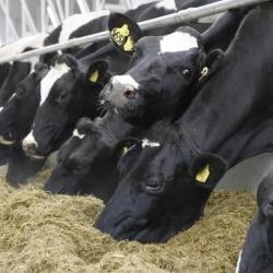 «Элита» приглашает специалистов сельхозпредприятий принять участие в зональных семинарах-совещаниях «Элита» приглашает специалистов сельхозпредприятий принять участие в зональных семинарах-совещаниях