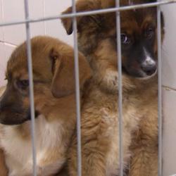 В полиции Челнов рассказали о новом виде мошенничества