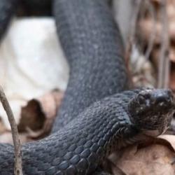 Эксперт рассказал, как обезопасить себя при встрече со змеей