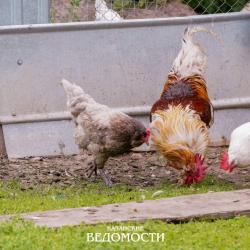 Человеку не передается, но угроза явная: в соседних с Татарстаном республиках выявлен птичий грипп