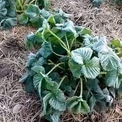 &laquo;Ужас на огороде&raquo;: садоводы Татарстана оплакивают урожай после ночных заморозков (ВИДЕО)