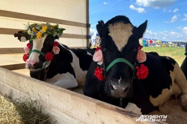 В Татарстане состоится всероссийский конкурс красоты среди коров В Татарстане состоится всероссийский конкурс красоты среди коров