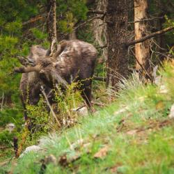 &laquo;Не трогайте руками&raquo;: в лесах РТ появились новорожденные лосята