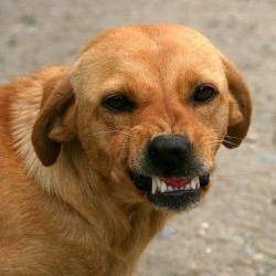 Собака загрызла 26-летнюю хозяйку - остались двое маленьких детей