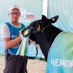 В Казани выберут лучшую корову России
