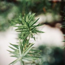 В Казани может появиться главный ландшафтный архитектор