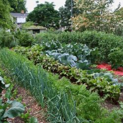 Дачников Татарстана могут освободить от налогов