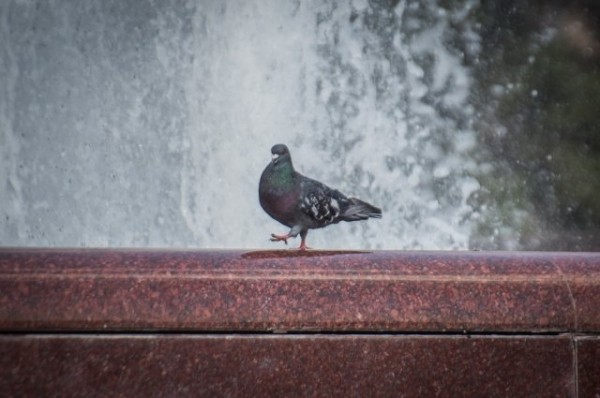 В Казани отключили один из фонтанов из-за купания в нем людей