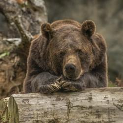 Медведь набросился на женщину и расцарапал ей спину Медведь набросился на женщину и расцарапал ей спину