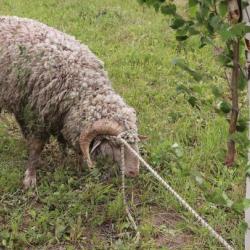 Призовой баран сбежал с Сабантуя в Зеленодольском районе