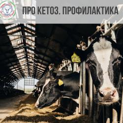 Основные правила профилактики кетоза у коров