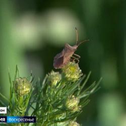 Фермеры Татарстана останутся без богатого урожая из-за засухи