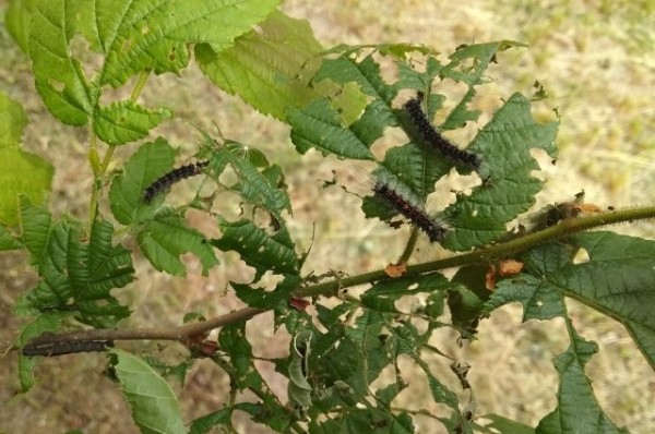Ест всё - на юге Татарстана обнаружили нашествие непарного шелкопряда
Ест всё - на юге Татарстана обнаружили нашествие непарного шелкопряда