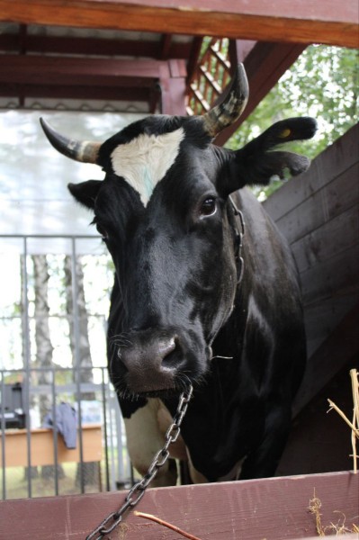 На базе "Элиты" прошел Республиканский конкурс операторов искусственного осеменения крупного рогатого скота (ФОТО)