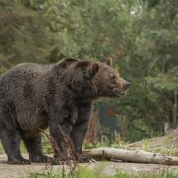 В Забайкалье девять человек отравились мясом медведя