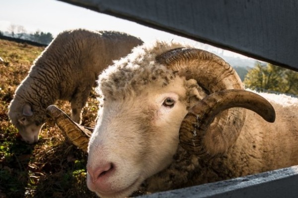 
        Участниками &laquo;Ночного велофеста&raquo; в Казани стали 4,5 тысяч человек            