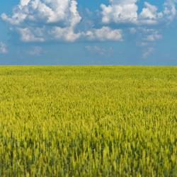 В Татарстане собираются ввести режим ЧС из-за засухи