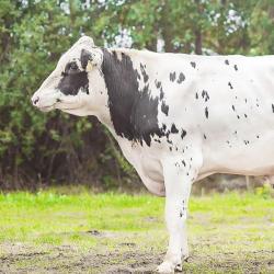 Бык Рон &mdash; один из востребованных отцов каталога "Элиты"