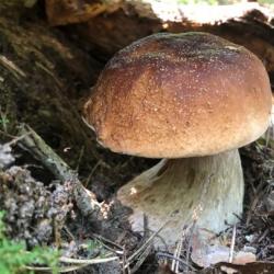 Пять подростков отравились сырыми грибами в лагере в Ленобласти Пять подростков отравились сырыми грибами в лагере в Ленобласти