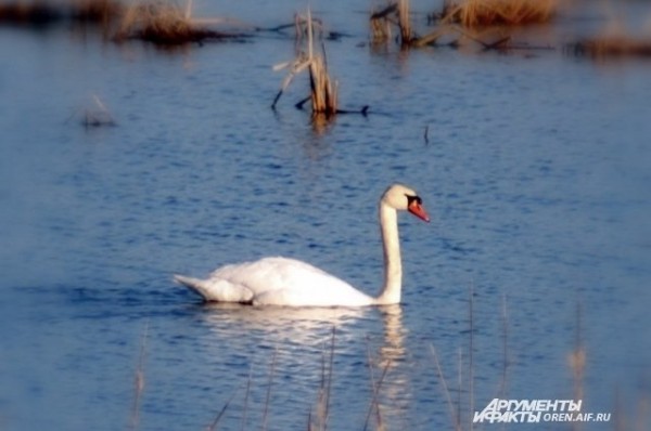 
        Ученый объяснил, почему в Татарстане активизировались осы            