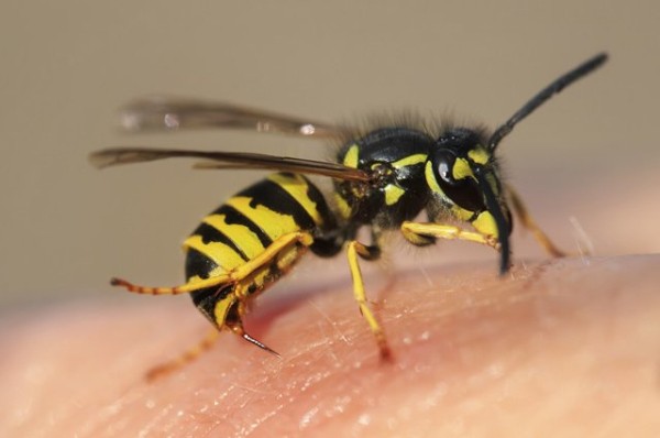 
        Ученый объяснил, почему в Татарстане активизировались осы            