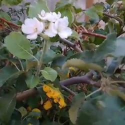 В Заинском районе Татарстана в августе зацвела яблоня (ВИДЕО)