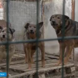 На детской площадке в Альметьевске стая бродячих собак напала на ребенка