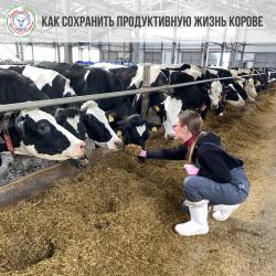 Как сохранить продуктивную жизнь корове?