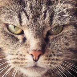 "ШАЯН ТВ" покажет документальный фильм "Кошки: 101 порода"