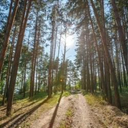 В Татарстане вновь продлили ограничение на посещение лесов