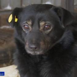 В Татарстане утвердили новые правила выгула и содержания собак