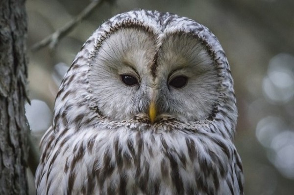 
        Неравнодушный житель Казани сообщил специалистам о раненной сове            