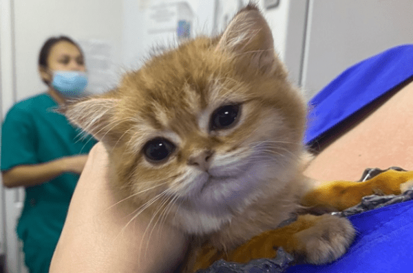 
        Второй шанс. Котенка из Набережных Челнов вылечили от редкой болезни    