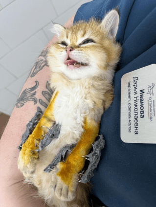 
        Второй шанс. Котенка из Набережных Челнов вылечили от редкой болезни    