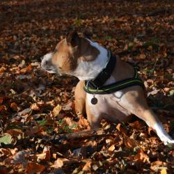 В Татарстане проводится проверка по факту нападения бойцовской собаки на 10-летнюю девочку
